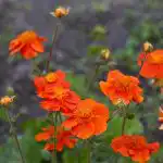 10 évelő virág, amely az évek során csak jobb lesz: