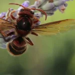 Hét kerti növény, amelyek mágnesként vonzzák a darazsakat het-kerti-noveny-amelyek-magneskent-vonzzak-a-darazsakat.webp.webp