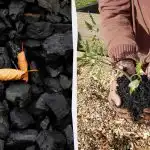 4 váratlan módja a faszén felhasználásának a kertben