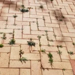 Hogyan lehet megszabadulni a fű között járólapok otthon hogyan-lehet-megszabadulni-a-fu-kozott-jarolapok-otthon.webp.webp