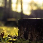 Hogyan lehet eltávolítani egy facsonkot ásó és gépek nélkül: egy egyszerű módszer, amelyet kevesen ismernek hogyan-lehet-eltavolitani-egy-facsonkot-aso-es-gepek-nelkul-egy.webp.webp