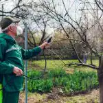 A bölcs kertészek egyetlen termékkel permetezték a kertet: egyetlen fa