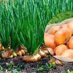 A hagyma hatalmas és rothadás nélkül fog nőni: a szakértők