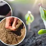 A kertész holdnaptára áprilisra: mit és mikor kell ültetni a kertben és a zöldségeskertben A kertész holdnaptára áprilisra: mit és mikor kell ültetni a