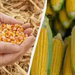 A legjobb időszak a kukorica vetésére 2025-ben: ne hagyja ki!