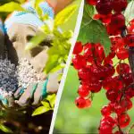 A ribizlit tavasszal kell táplálni: bokronként csak egy maréknyi műtrágyát