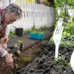 A szomszédok nevettek, amíg nem látták az eredményt: miért van szükség villára a zöldségeskertben. A szomszédok nevettek, amíg nem látták az eredményt: miért van