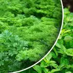 Adj egy hónap alatt termést: mit vethetsz vagy ültethetsz szeptemberben