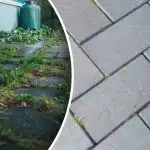 Az udvaron lévő gyomok egyik napról a másikra eltűnnek, ha egy konyhai szerrel permetezed őket. Az udvaron lévő gyomok egyik napról a másikra eltűnnek, ha