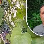 Egy egyszerű trükk a jó termésért: egy kertész felfedi a