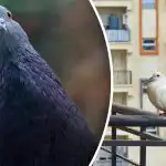 Egy méterig nem repülnek: mivel mossuk le az erkélyt a