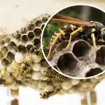 Elege van a darazsakból az udvarán - egy egyszerű módja