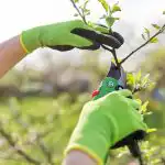 Emlékeztették a kertészeket - itt az ideje az őszibarack metszésének: