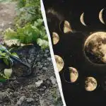 Felejtse el a zöldségeskertet ezekben az áprilisi napokban: a pontos