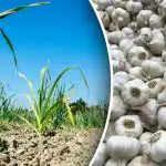 Fontos, hogy meleg legyen: mit szórjunk a fokhagymára a növekvő