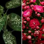 Három szobanövény, amelyek vonzzák a kártevőket otthonába