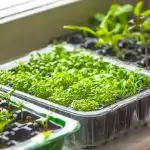 Hogyan ébresszük fel a termést: mibe áztassuk a magvakat, hogy