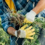 Hogyan készítsünk természetes gyomirtót mindössze három összetevőből hogyan-keszitsunk-termeszetes-gyomirtot-mindossze-harom-osszetevobol.webp.webp