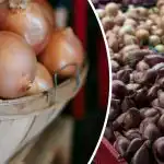 Hogyan különbözik a mogyoróhagyma a közönséges hagymától: melyik a jobb 2026-ban ültetni Hogyan különbözik a mogyoróhagyma a közönséges hagymától: melyik a jobb