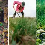 Hogyan lehet elpusztítani egy facsonkot a telken: egy egyszerű módszer lapát nélkül Hogyan lehet elpusztítani egy facsonkot a telken: egy egyszerű módszer