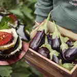 Ízletes, mint egy étteremben: tökéletes snack egyszerű alapanyagokból