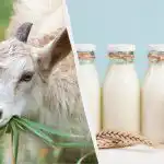 Kecsketej vagy tehéntej: az orvos elmagyarázza, melyik tej egészségesebb a