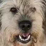 Mi történik, ha nem hagyod a kutyádat szaglászni a sétán: a megtakarított percek ára mi-tortenik-ha-nem-hagyod-a-kutyadat-szaglaszni-a-setan.jpg