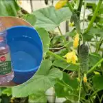 Miért a dacha termelők uborka ecettel öntözik az uborkát: váratlan