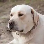 Miért csóválják a farkukat a kutyák, amikor egyáltalán nem boldogok: az általunk figyelmen kívül hagyott titkos jelek megfejtése miert-csovaljak-a-farkukat-a-kutyak-amikor-egyaltalan-nem-boldogok.jpg