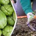 Miért kell feltétlenül chayote-ot ültetni a zöldségkertben: mi a növény