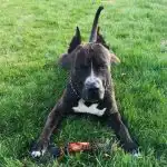 Miért néznek a kutyák a szemünkbe: a lojalitás kódjának megfejtése az idegtudósok szerint miert-neznek-a-kutyak-a-szemunkbe-a-lojalitas-kodjanak-megfejtese.jpg