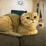 Miért sikít egy macska éjszaka, de nappal nyugodt: szenilis szorongás vagy betegség miert-sikit-egy-macska-ejszaka-de-nappal-nyugodt-szenilis-szorongas.jpg