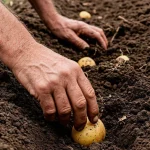 mikor-kell-burgonyat-ultetni-2026-aprilisaban-szerencses-es-veszelyes-napok.webp.webp