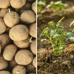 Mikor ültessük a burgonyát 2026 áprilisában: kedvező napok a holdnaptár szerint Mikor ültessük a burgonyát 2026 áprilisában: kedvező napok a holdnaptár