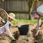 Mikor ültessük a burgonyát a rekordterméshez: a szakértők megnevezték a legjobb időpontokat Mikor ültessük a burgonyát a rekordterméshez: a szakértők megnevezték a