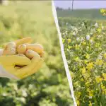 Mikor vethetünk almaborokat tavasszal: melyiket válasszuk burgonyához, paradicsomhoz és uborkához?