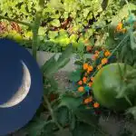 Mit kell tenni a zöldségeskertben szeptemberben: kedvező napok a holdnaptár