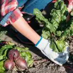 Mit ne termesszünk a zöldségeskertben: a kertészek 5 problémás növényt neveztek meg, amelyeket könnyebb megvásárolni Mit ne termesszünk a zöldségeskertben: a kertészek 5 problémás növényt