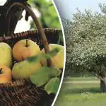 Nem kell kivágni: hogyan lehet megfiatalítani egy öreg almafát