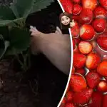 Nyáron a gyümölcsből kanyarodik: mit tegyünk az eperbokrok alá tavasszal?