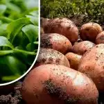 Olyan lesz a föld, mint a pehely: egy kertész elmondta,