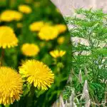 Portulaca, búzafű, parlagfű: hogyan lehet örökre megszabadulni a gyomoktól a