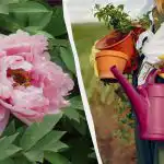 Természetes "szteroidok" a bazsarózsák számára: hogyan kell etetni a virágokat