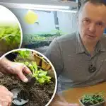 A csírák szedés után elhervadnak: a sikeres átültetés három alapfeltétele