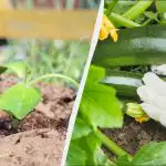 A cukkini ültetését csak ettől a naptól kezdve kezdheti el