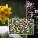 A kertészek megbánták: megnevezett virágok, amelyeket jobb, ha nem ültetnek