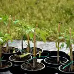 A paradicsom palánták erősek lesznek bolt nélkül "kémia": mit kell