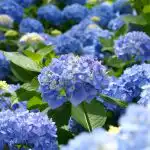 Az árnyékos kert királynői: 4 növény, amely feldobja az árnyékos