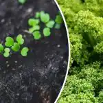 Korai vetés - amit már márciusban szabadföldbe lehet vetni Korai vetés - amit már márciusban szabadföldbe lehet vetni