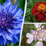 Még öntözni sem kell: a legszebb kerti virágok, amelyek nem